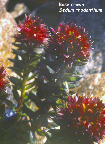 Sedum rhodanthum