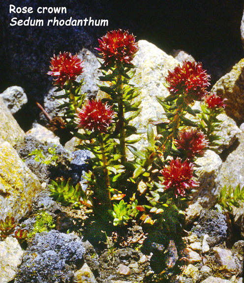 Sedum rhodanthum