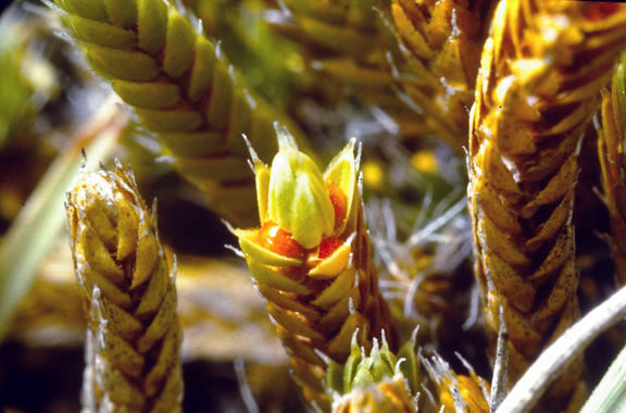 Selaginella densa