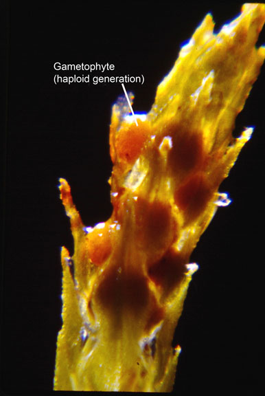 Selaginella densa