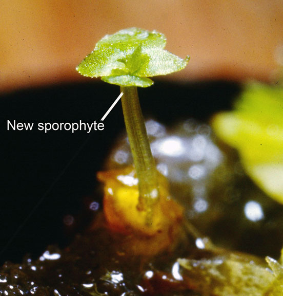 Selaginella densa
