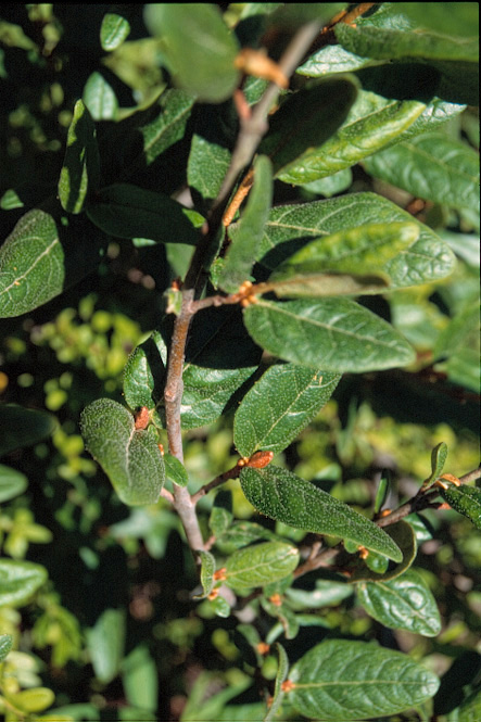 Shepherdia canadensis
