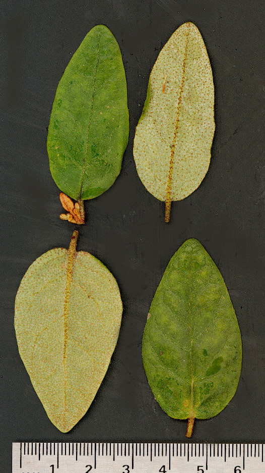 Shepherdia canadensis