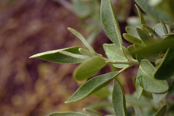Shepherdia argentea