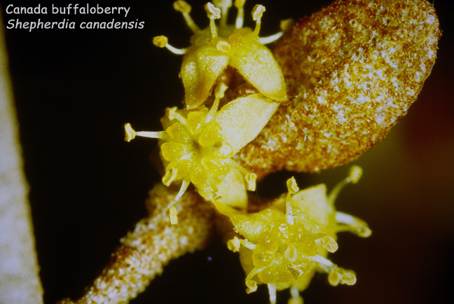 Shepherdia canadensis