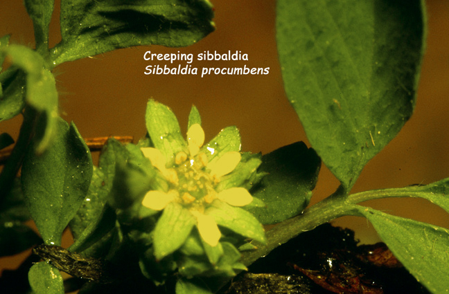 Sibbaldia procumbens