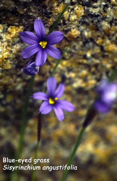 Sisyrinchium angustifolium