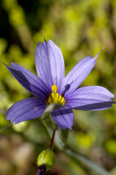 Sisyrinchium angustifolium