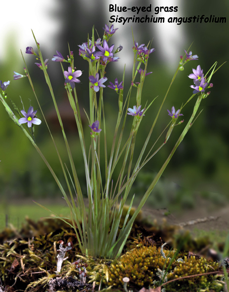 Sisyrinchium angustifolium