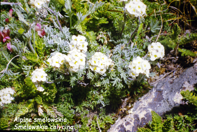 Smelowskia calycina