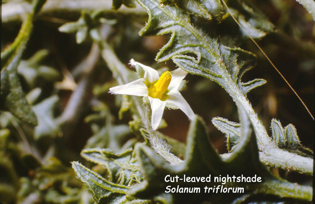 Solanum triflorum