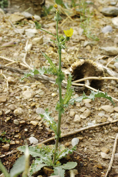 Sonchus asper