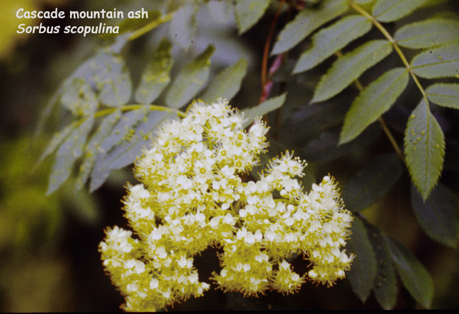 Sorbus scopulina v. scopulina
