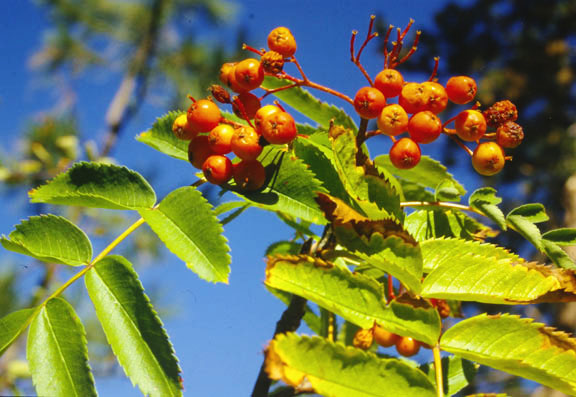 Sorbus scopulina v. scopulina