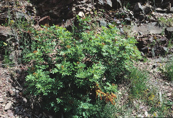 Sorbus scopulina v. scopulina