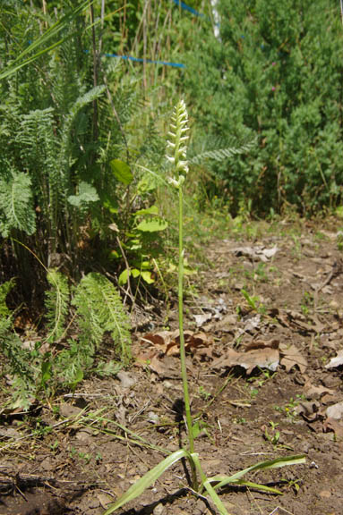 Spiranthes romanzoffiana