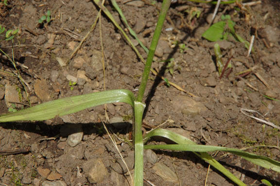 Spiranthes romanzoffiana
