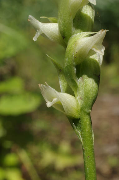 Spiranthes romanzoffiana