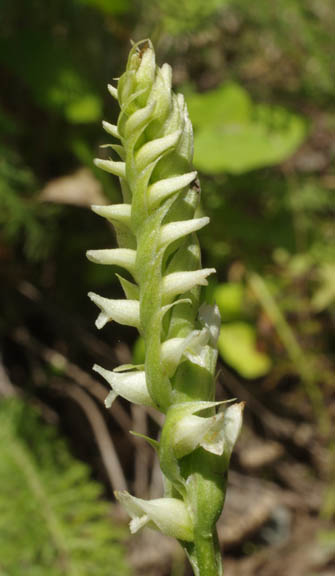 Spiranthes romanzoffiana