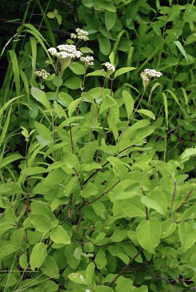 Spirea betulifolia