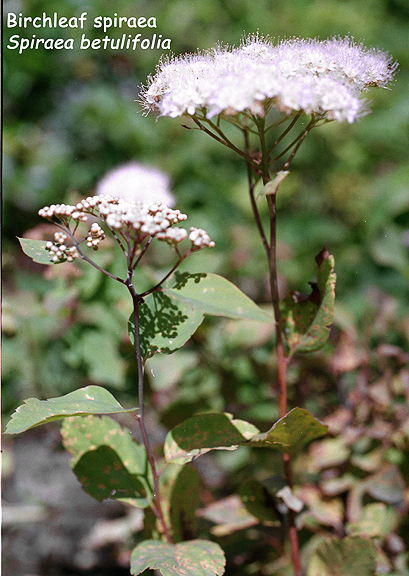 Spirea betulifolia