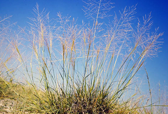 Sporobolus airoides