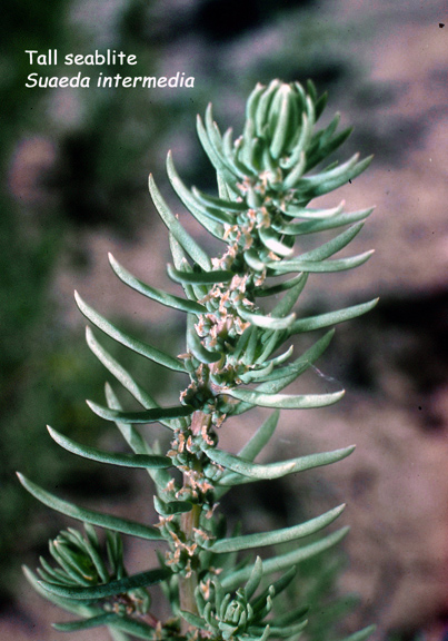 Suaeda intermedia