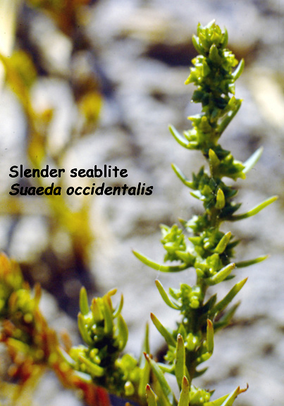 Suaeda occidentalis