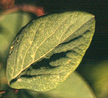 Symphoricarpos occidentalis