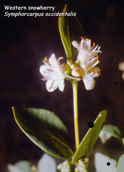 Symphoricarpos occidentalis