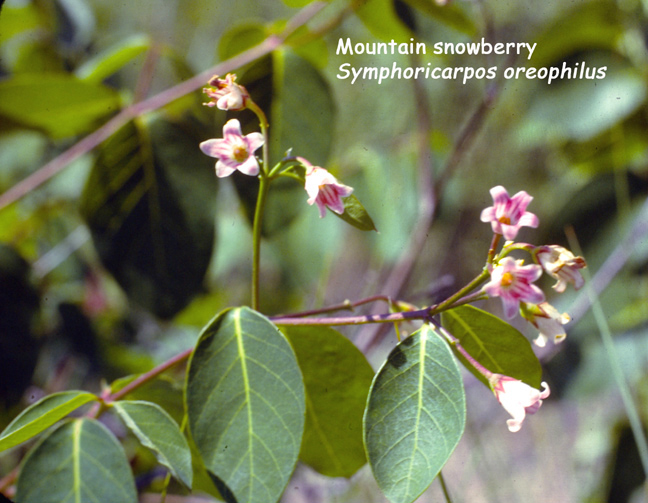 Symphoricarpos oreophilus