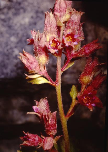 Telesonix heucheriformis