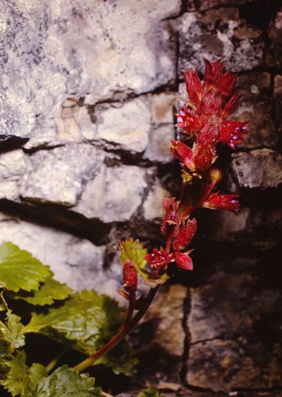 Telesonix heucheriformis