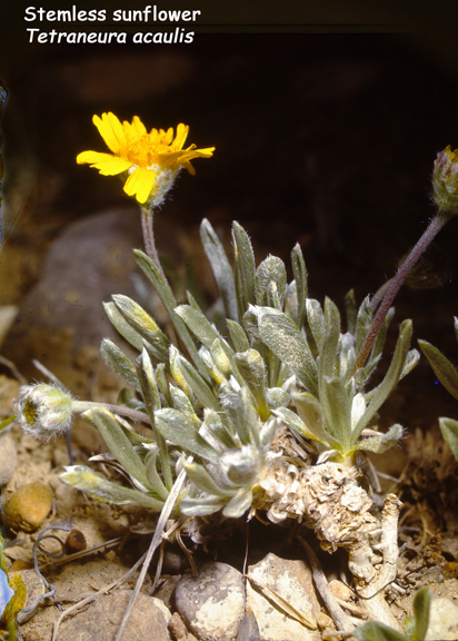 Tetraneuris acaulis