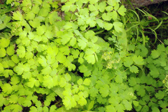 Thalictrum occidentale