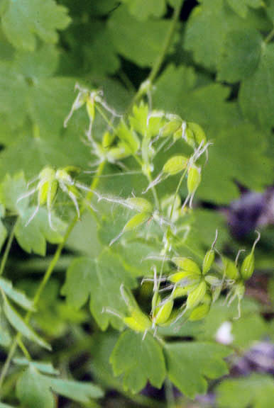 Thalictrum occidentale