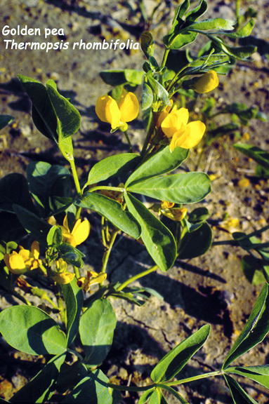 Thermopsis rhombifolia