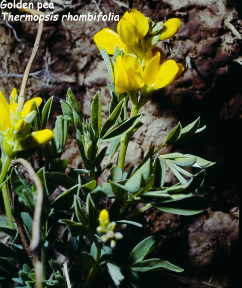 Thermopsis rhombifolia