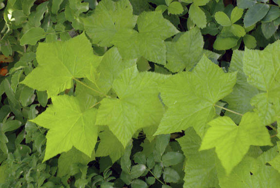 Rubus parviflorus Nutt.