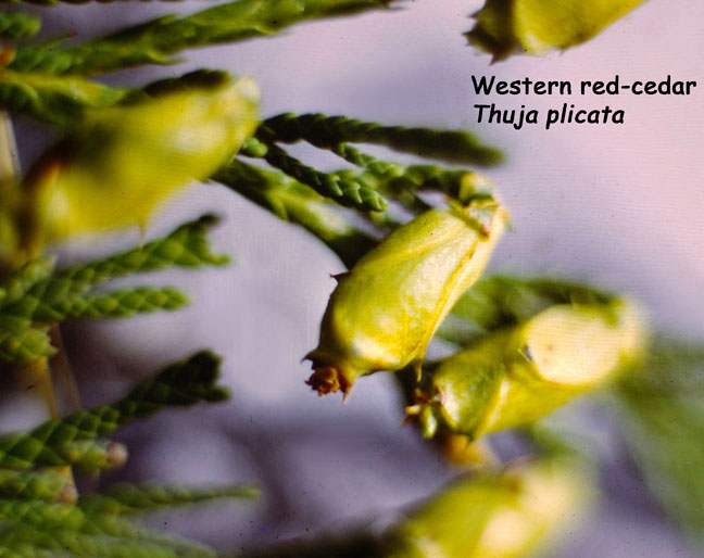 Thuja plicata