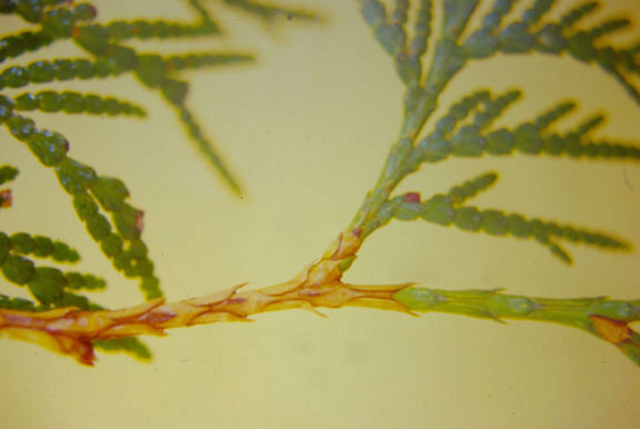 Thuja plicata
