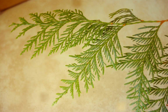 Thuja plicata
