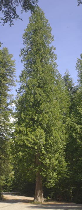 Thuja plicata