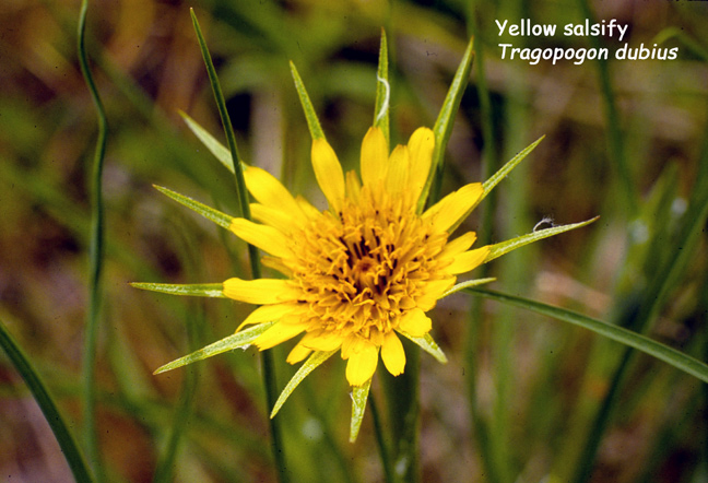 Tragopogon dubius
