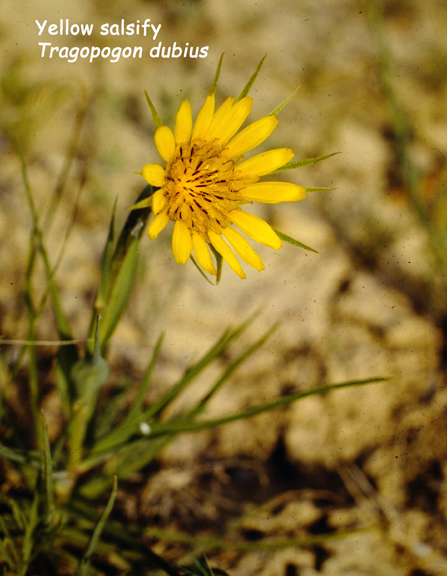 Tragopogon dubius