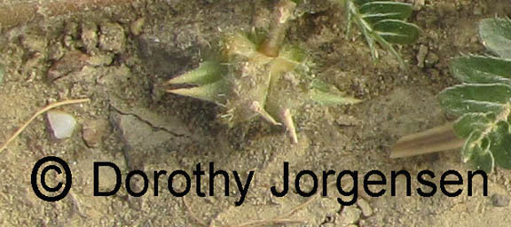 Tribulus terrestris