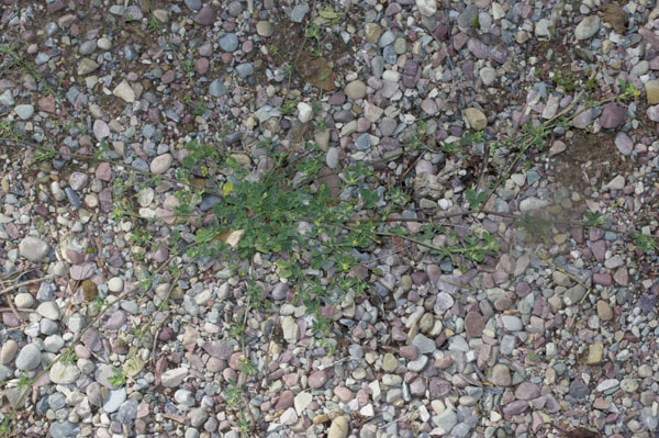 Trifolium dubium