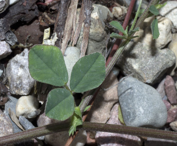 Trifolium dubium