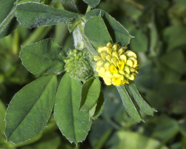 Trifolium dubium