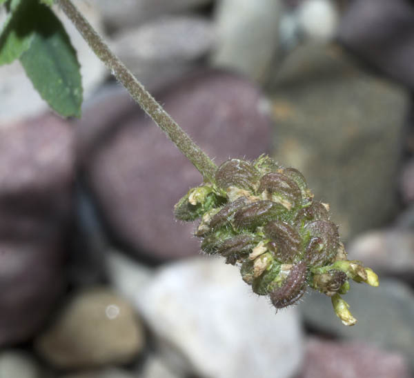 Trifolium dubium